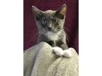 Stormy Domestic Shorthair Adult Male