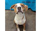 Apollo Hound (Unknown Type) Young Male