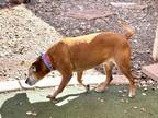 Angel German Shepherd Dog Senior Female