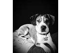NOVA Beagle Adult Female
