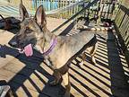 Phoenix German Shepherd Dog Young Male