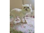 Pearl Persian Adult Female