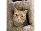 Cody Domestic Shorthair Adult Male