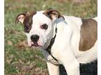 Remington American Pit Bull Terrier Adult Male