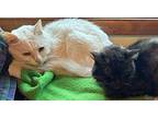 Salty Turkish Angora Adult Male