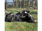 Jet Labrador Retriever Adult Male