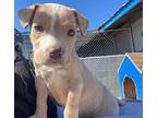 Butter Terrier (Unknown Type, Medium) Puppy Female