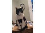 Juno Domestic Shorthair Young Female