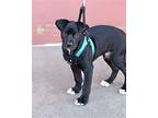 Bear Labrador Retriever Puppy Male