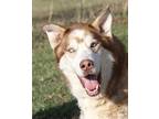 Marco (Photos 3/4/2024) Husky Adult Male