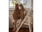 Aries Domestic Shorthair Adult Male