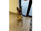 Freya German Shepherd Dog Adult Female