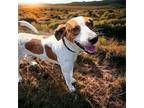 DA 44 Wishbone Treeing Walker Coonhound Young Male