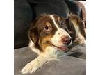 Carla Australian Shepherd Adult Male