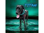 Titan Great Dane Young Male