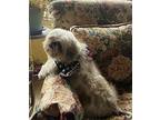 Pippi. ADOPTED Shih Tzu Adult Female