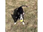 Luna American Pit Bull Terrier Puppy Female