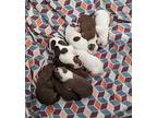 Lizzie American Pit Bull Terrier Puppy Female