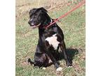 Oatmeal (Neutered) Pics 3/3/24 Labrador Retriever Adult Male