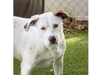 Neville (Nugget) (Cocoa Adoption Center) Labrador Retriever Adult Male
