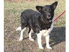Beretta Border Collie Adult Female