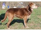 Wes Labrador Retriever Senior Male