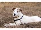 Leo Labrador Retriever Adult Male