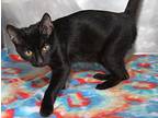 Alfred Domestic Shorthair Kitten Male