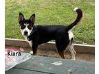 Kiara Husky Adult Female