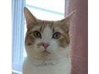 Scorpio Domestic Shorthair Adult Male
