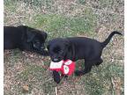 Delilah Labrador Retriever Puppy Female