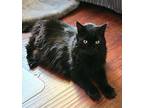 Jessie (Baby Kitty) Domestic Mediumhair Senior Female