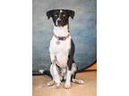 Luna Border Collie Adult Female