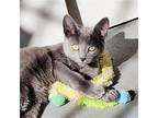 Zeppelin (and Blimpie) Domestic Shorthair Kitten Male