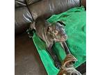 Will American Staffordshire Terrier Young Male