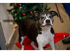 Grandma American Staffordshire Terrier Senior Female