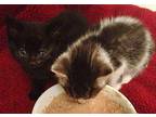 Rimi (Mindy) Domestic Shorthair Kitten Female