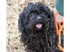 Yin Cockapoo Adult Female
