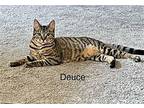 DEUCE British Shorthair Young Male