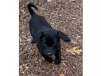 Samson Labrador Retriever Puppy Male