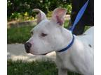 VINCENT American Pit Bull Terrier Puppy Male