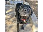 Angus Labrador Retriever Adult Male
