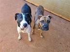 LILLY Boxer Adult Female