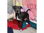 Irma Labrador Retriever Adult Female