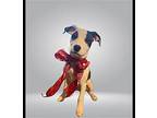 RUDY Labrador Retriever Puppy Female