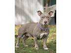 Poppy (Merritt Island Adoption Center) American Staffordshire Terrier Adult