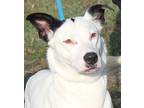 Annie Labrador Retriever Adult Female