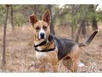 Romeo German Shepherd Dog Adult Male