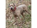 Stella (Spayed) American Pit Bull Terrier Adult Female