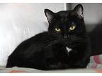 Imani (Spayed/Declawed) Domestic Shorthair Adult Female